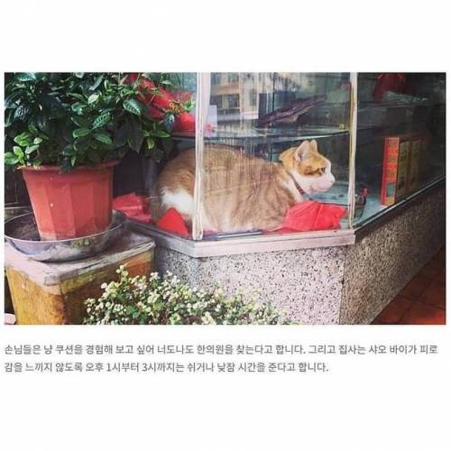 한의원에서 쿠션 역할을 하는