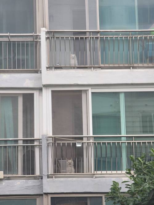 윗집 아랫집 강아지들의 아침일과.twt