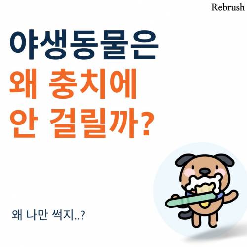 왜 야생동물들은 충치에 안걸릴까?.jpg