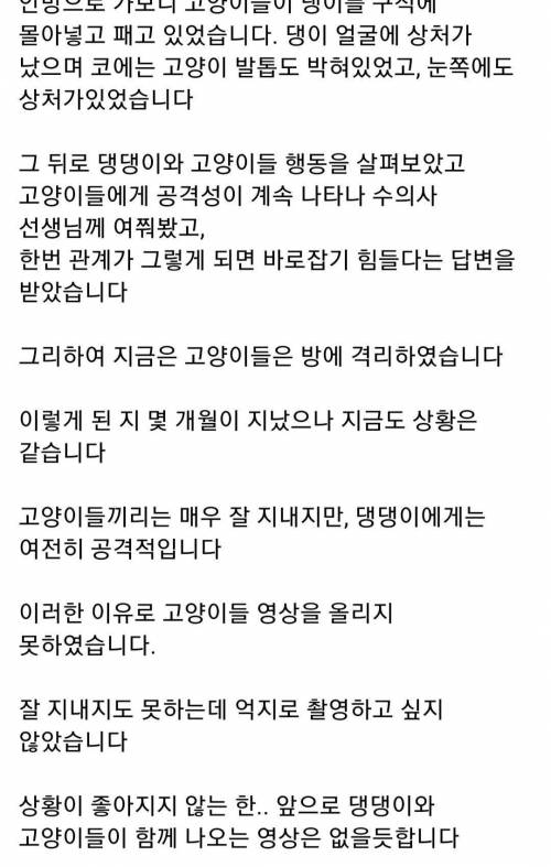 길냥이 때문에 업로드 포기한 유튜버