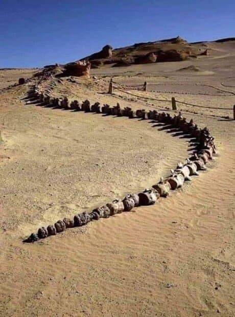 이집트에서 발견된 거대 화석.jpg