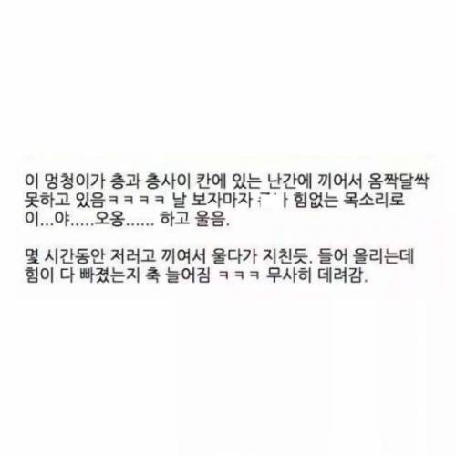 가출 실패한 떼껄룩.jpg