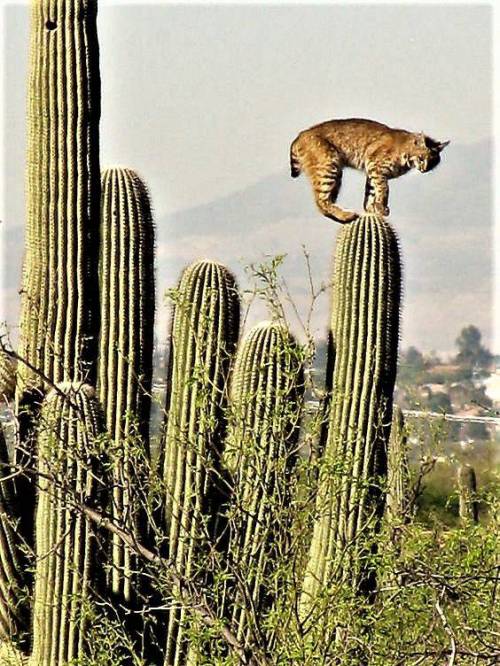 [스압] 사막에 사는 고양이는 위험하면 선인장 꼭대기로 올라감