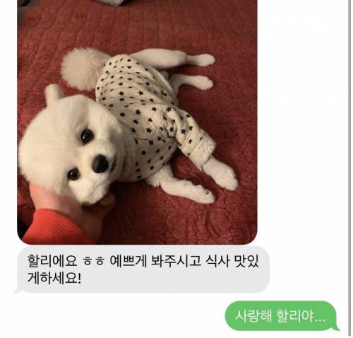 사이다를 포기하고 받은 강아지사진.jpg