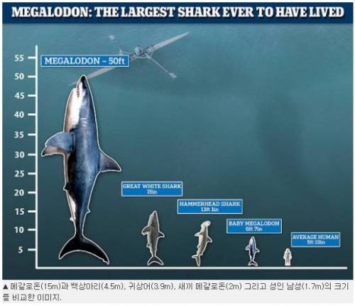 메갈로돈이 실존했다면 이 정도 크기였을 것