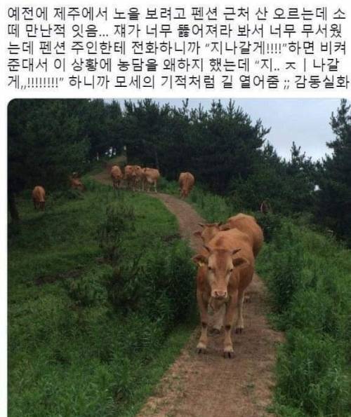 제주에서 소떼를 만날때 대처법.jpg