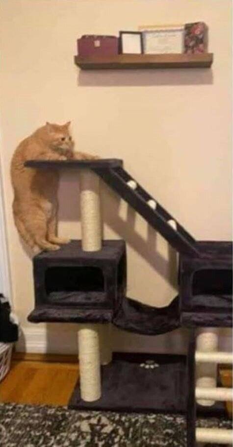 캣타워 못 올라가는 고양이