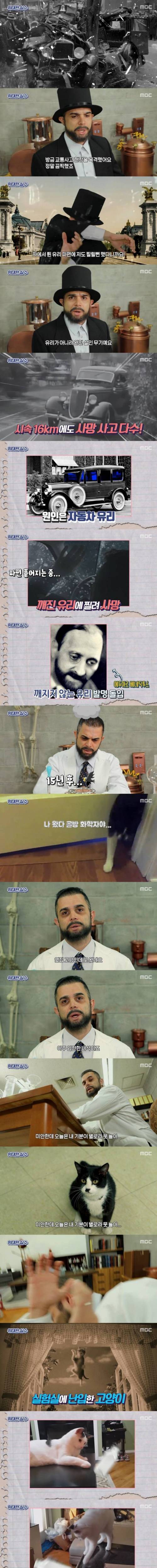 [스압] 고양이 덕에 발명한 자동차 안전 유리.jpg