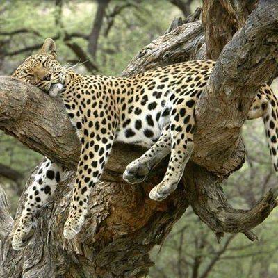 [스압] 나무위에서 편히 쉬고있는 표범 모습