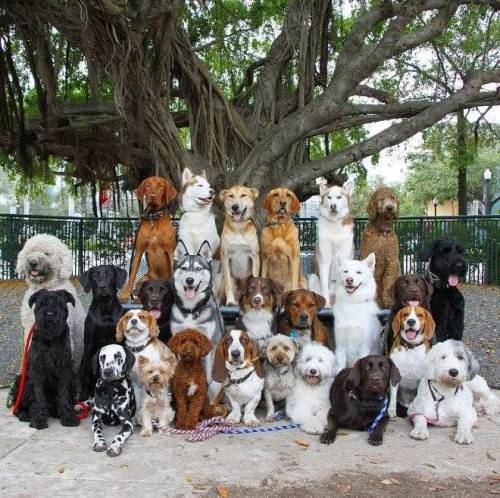[스압] 강아지 단체사진 개잘찍는 미국의 강아지 보육센터...jpg