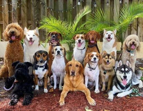 [스압] 강아지 단체사진 개잘찍는 미국의 강아지 보육센터...jpg