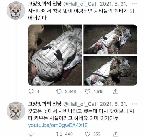 치타 근처에서 야영하면 안 되는 이유