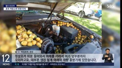 청설모 한마리가 모아둔 호두들.jpg