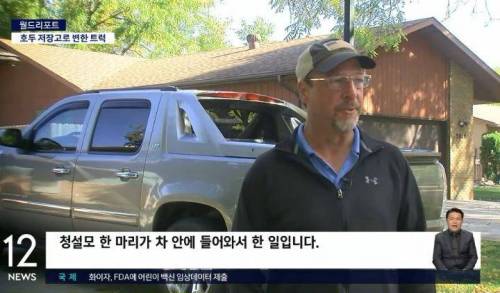 청설모 한마리가 모아둔 호두들.jpg