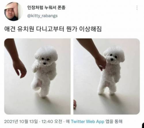 애견 유치원다니고 어딘가 이상해진 강아지