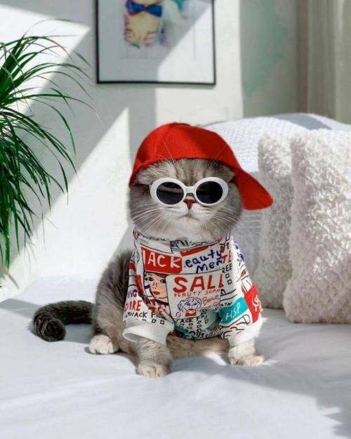 [스압] 옷 잘입는 고양이 데일리패션