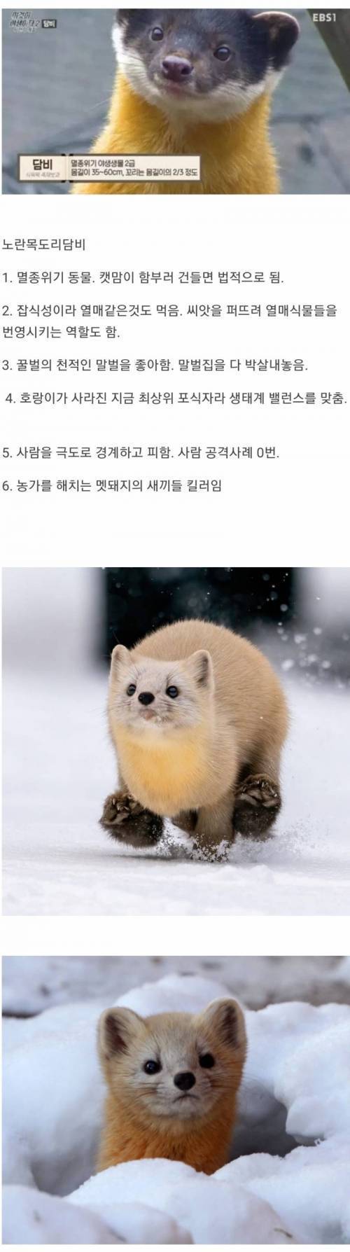 한국 생태계 최상급인 동물.jpg