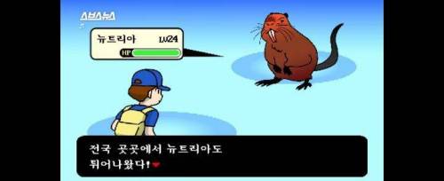 [스압] 그 많던 황소개구리는 누가 다 먹었을까?.jpg