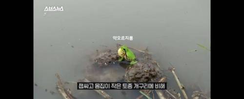 [스압] 그 많던 황소개구리는 누가 다 먹었을까?.jpg