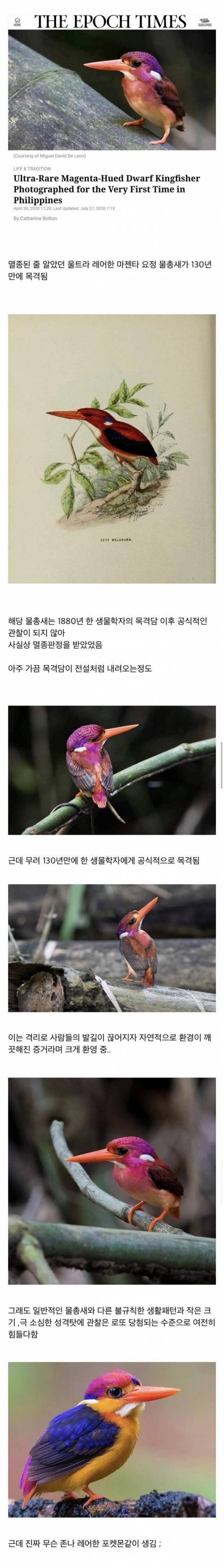 130년만에 다시 등장한 새.jpg