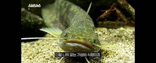 [스압] 그 많던 황소개구리는 누가 다 먹었을까?.jpg