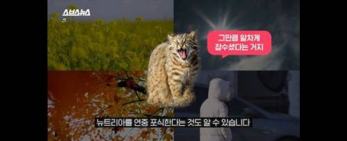 [스압] 그 많던 황소개구리는 누가 다 먹었을까?.jpg