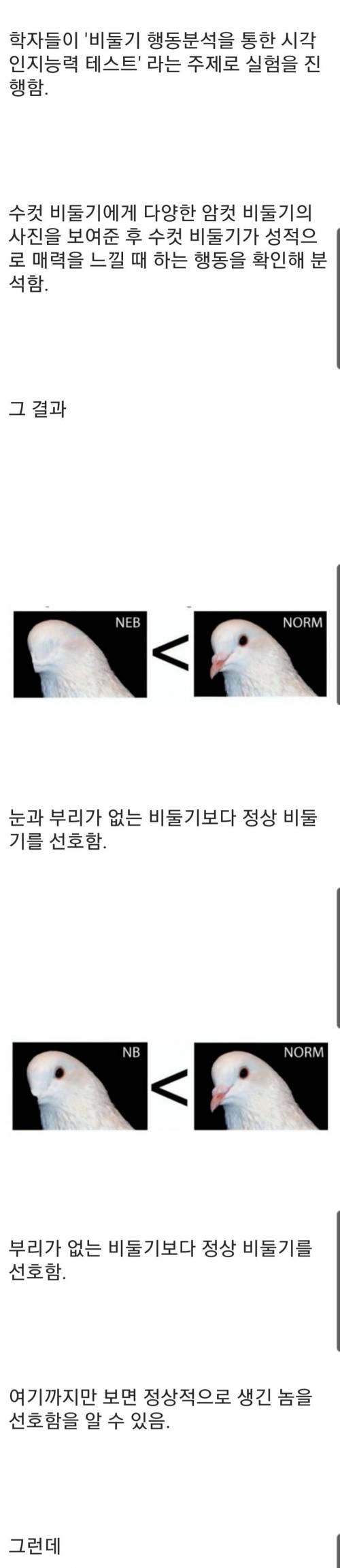 [스압] 비둘기는 서로의 얼굴을 알아볼까?