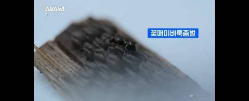 [스압] 그 많던 황소개구리는 누가 다 먹었을까?.jpg