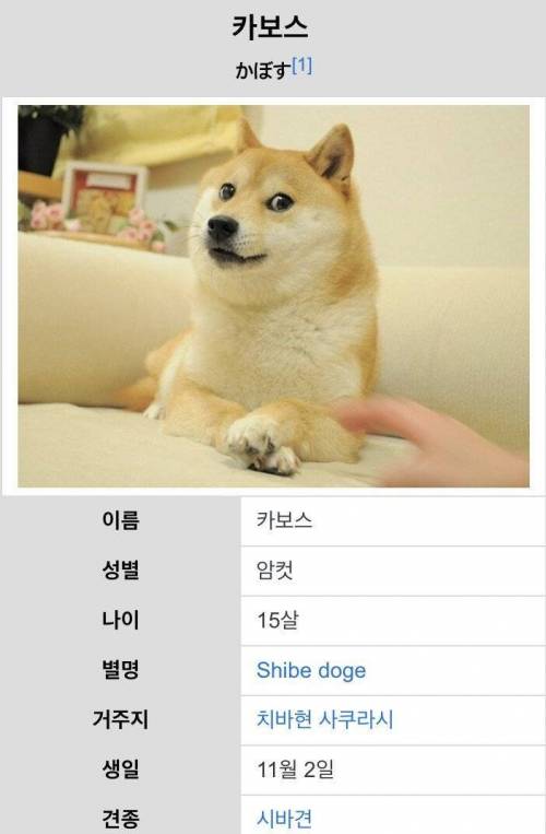 세계에서 가장 유명한 시바견 근황