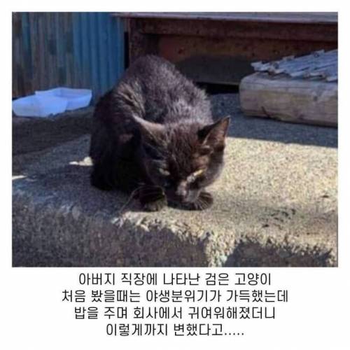 사나운 길냥이의 변화.jpg