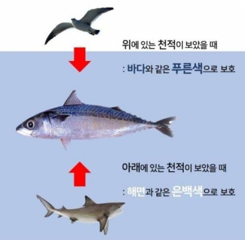 생선 등이 푸른 이유.jpg