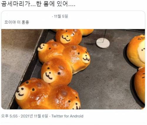 곰 세 마리가 한 몸에 있어.jpg