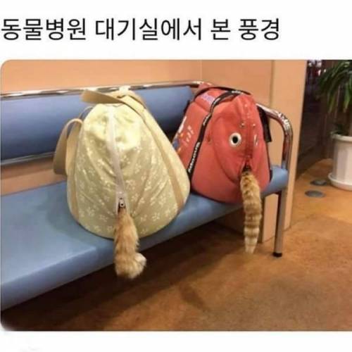 동물병원 대기실에서 본 풍경.jpg