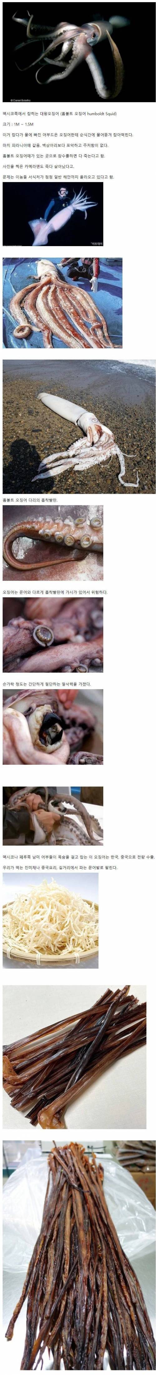 우리가 먹는 진미채의 진실.jpg