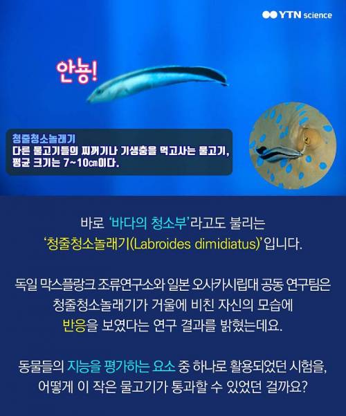 동물의 자아에 대한글.jpg