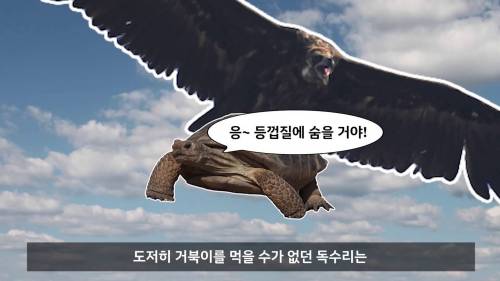 거북이 먹는 방법.jpg