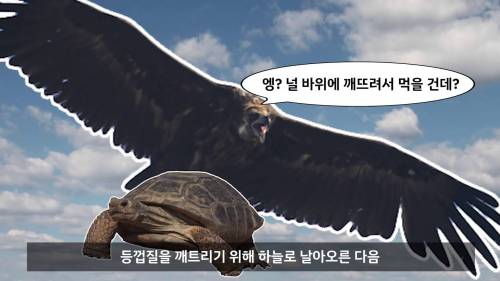 거북이 먹는 방법.jpg