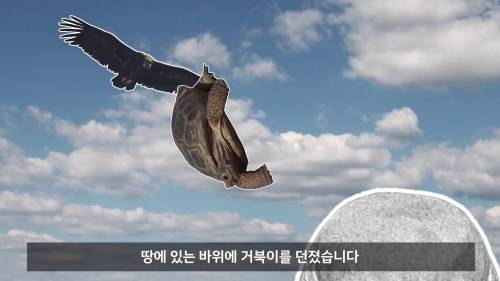 거북이 먹는 방법.jpg