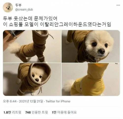 강쥐 옷 샀는데 문제가 있어.jpg