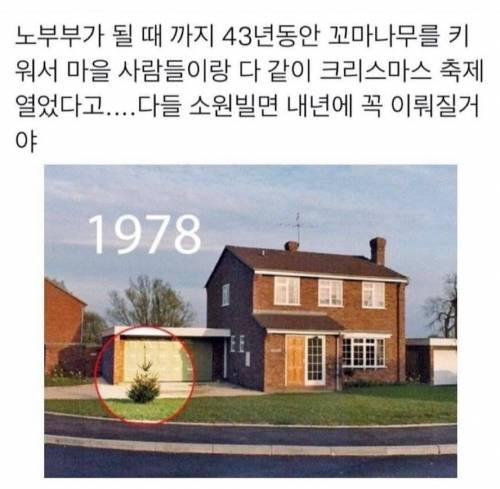 43년동안 키운 크리스마스 트리 .jpg