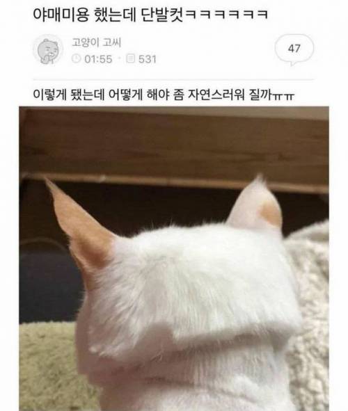 고영희 셀프미용 대참사