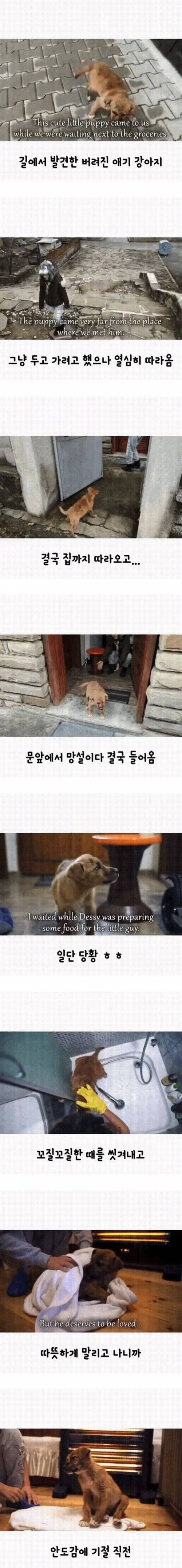 버려진 강아지가 집까지 따라옴