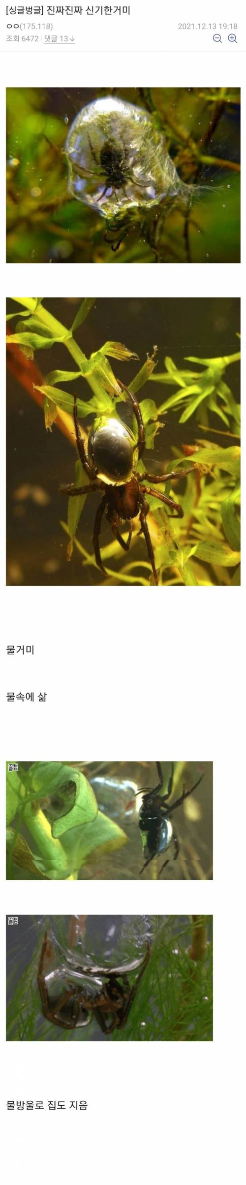 [거미주의] 진짜 신기하고 귀여운 거미