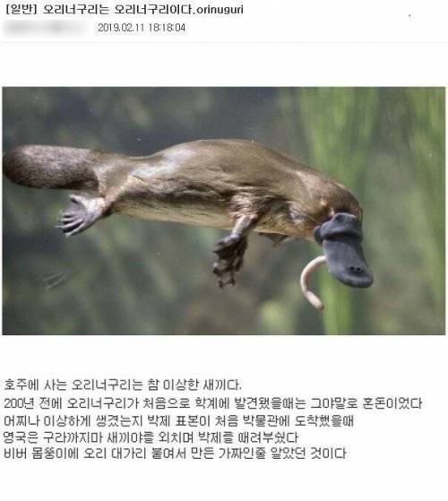 신기한 오리너구리.jpg