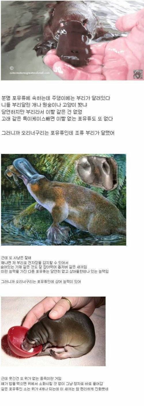 신기한 오리너구리.jpg