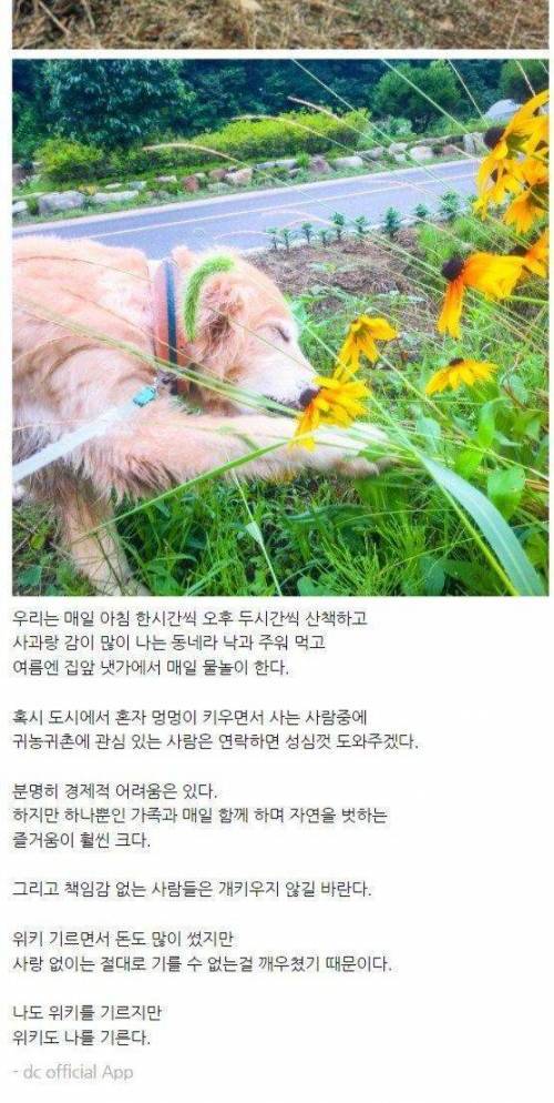 [스압] 반려견과 귀농했던 디씨인