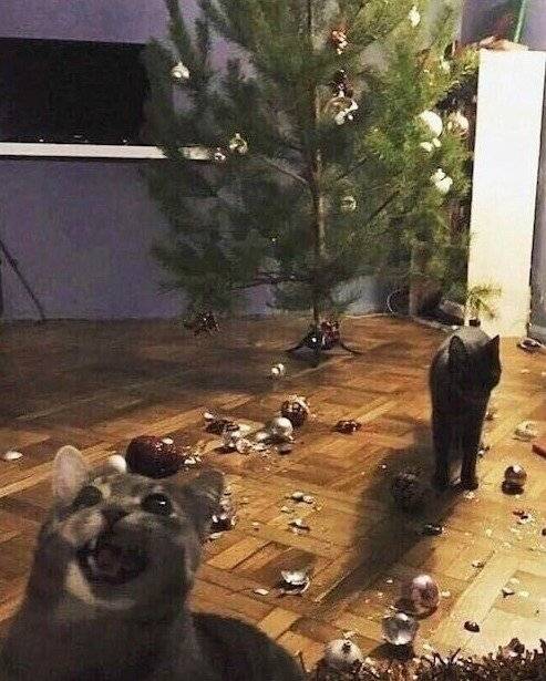 크리스마스 트리를 처음 본 고양이