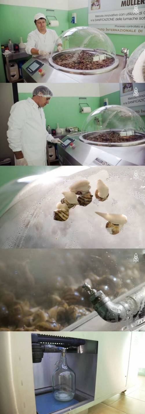 달팽이 크림만들때 달팽이 진액 추출하는 과정