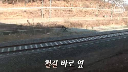 [스압] 법 없이도 살 자연인