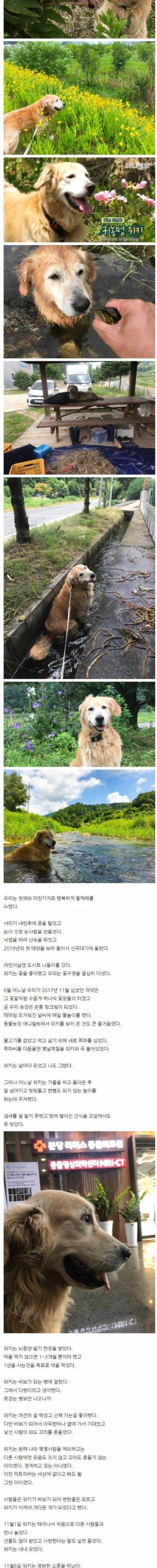 [스압] 반려견과 귀농했던 디씨인